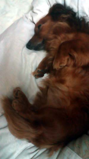 Firefox