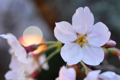 SAKURA