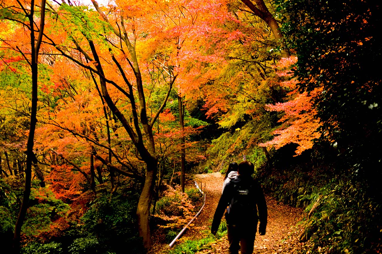 【紅葉狩り】再度山～布引渓谷2019
