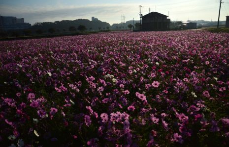 Cosmos face Sunrise